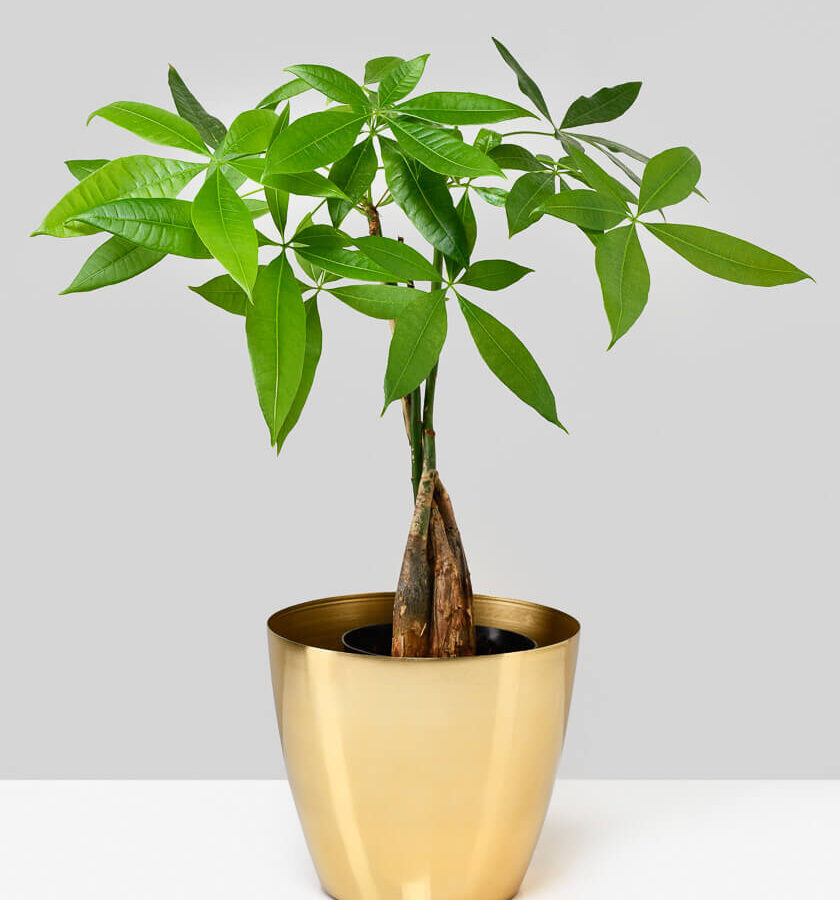 6.5in Wide Gold Cachepot