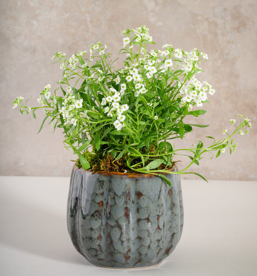 4.5in Tall Grey Glazed Ceramic Cachepot