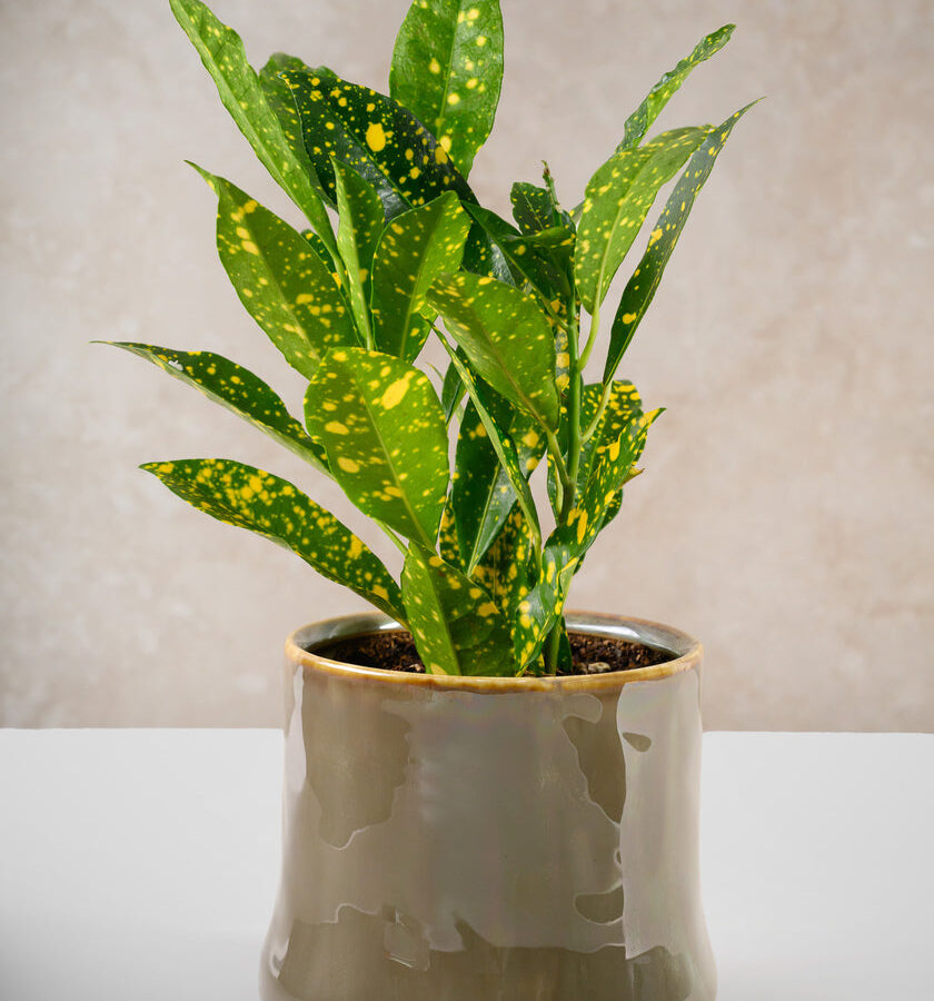4.5in Tall Vintage Green Ceramic Cachepot