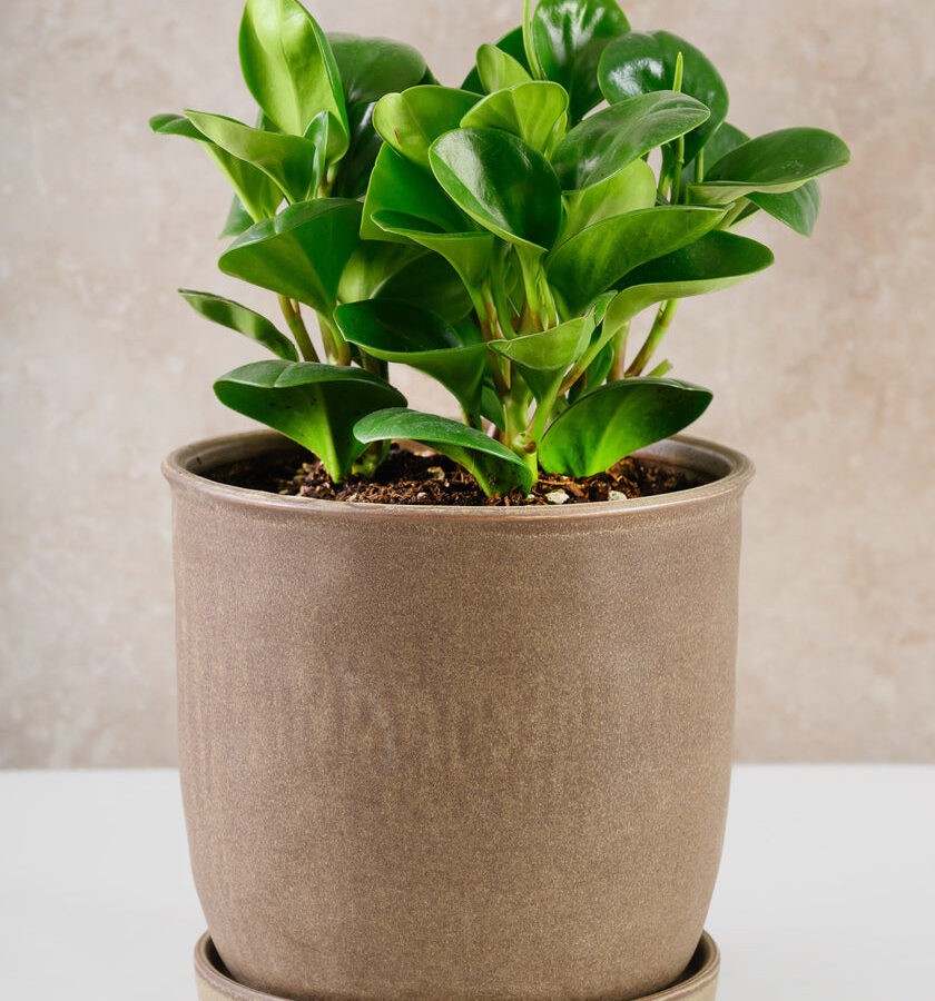 7.5in Tall Dark Brown Ceramic Pot with Saucer