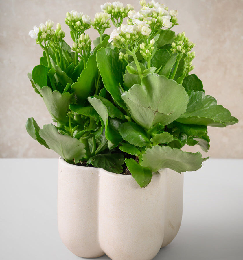 5in Tall Sand White Ceramic Cachepot