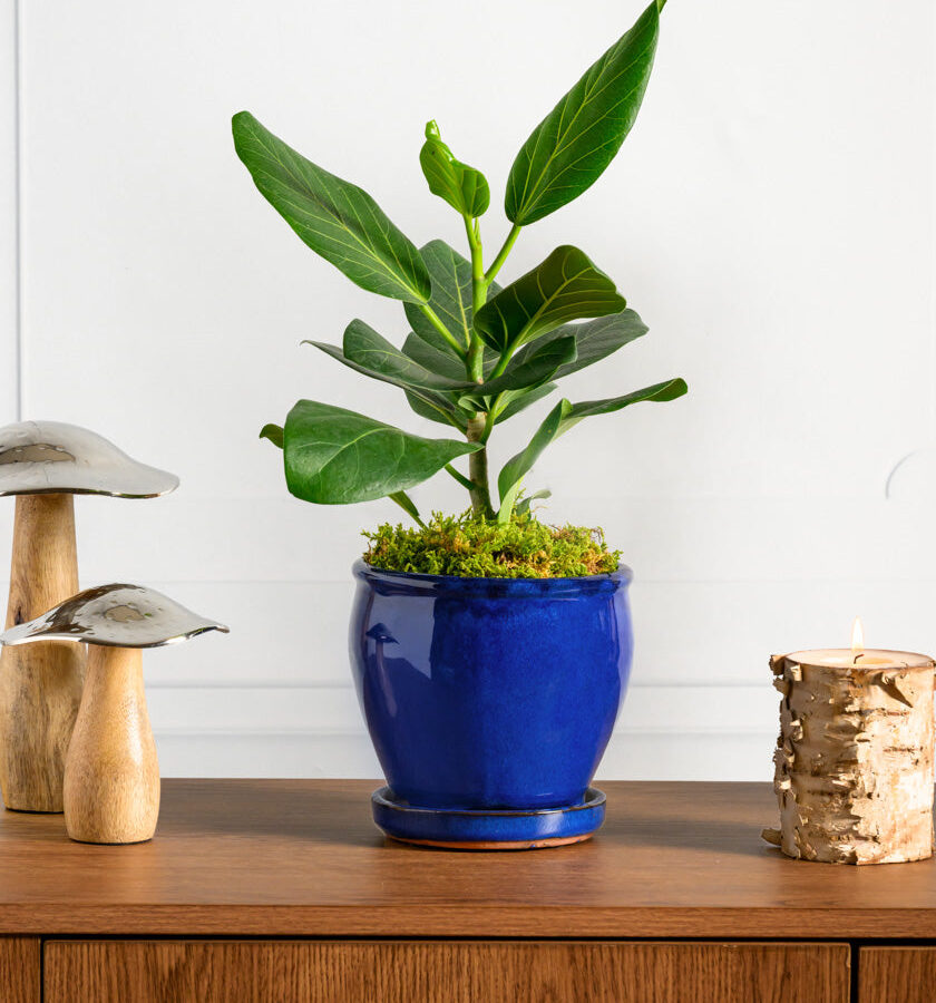 6in Tall Blue Glaze Ceramic Pot with Saucer
