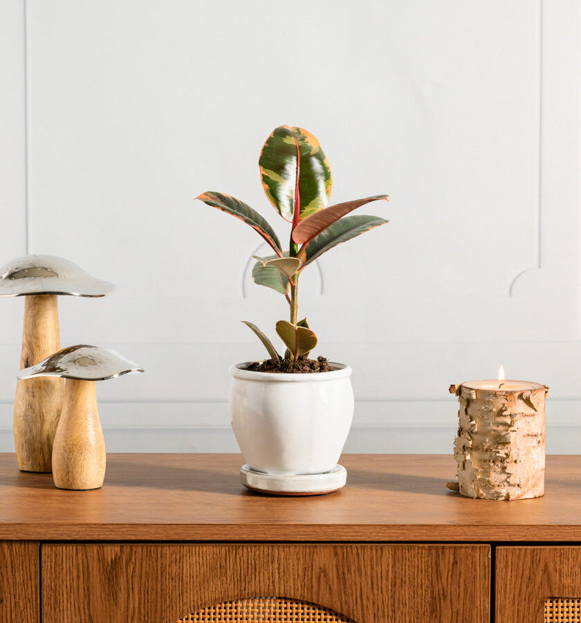 5in Tall Cloud White Ceramic Pot with Saucer