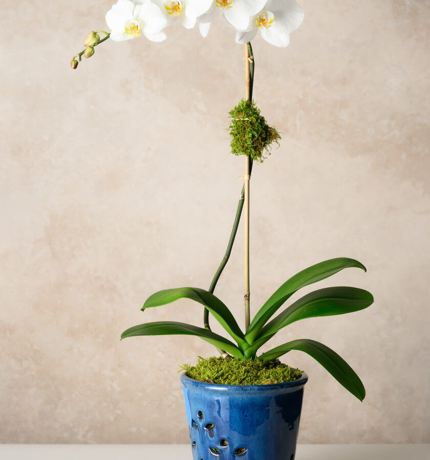 7in Tall Blue Orchid Ceramic Pot with Saucer
