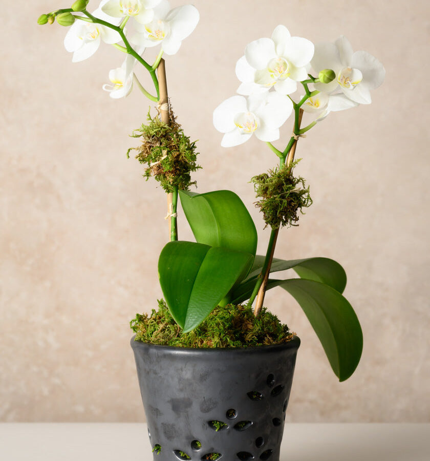 6in Tall Platinum Orchid Ceramic Pot with Saucer