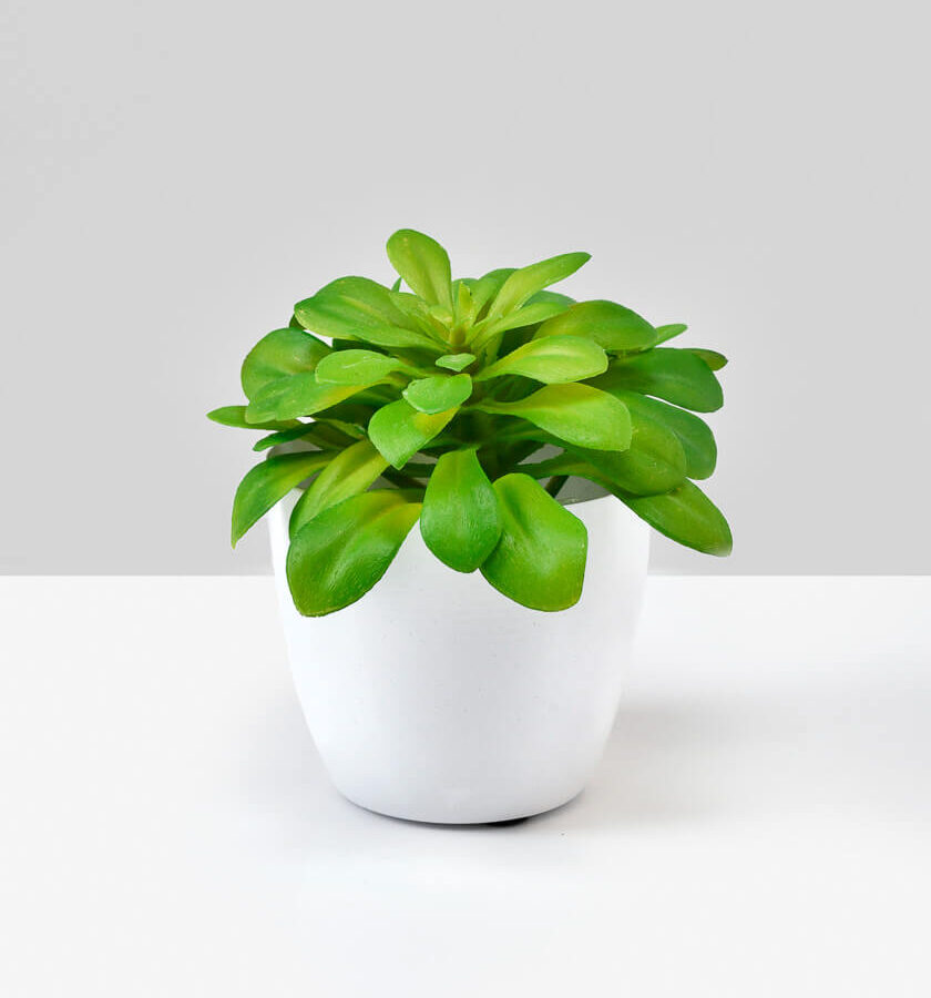 3.5in Tall White Cachepot Set of 4